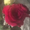 victorialace23