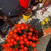 avocadosfrommexico514