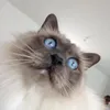 alicecordier5