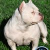 kaotikbullies