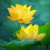hoanang_1990