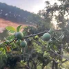 Do Gia Dung Ngoc Khue