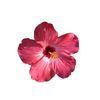 ibee__id