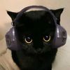 .chaoticcat