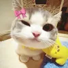 thaololii