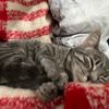 graybuttazzoni