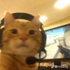 nestlow_