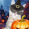 lilou_star60