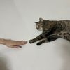raincherrycats
