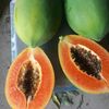 queenofpapaya