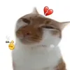 nhinnhincoincac