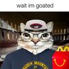 gambboi