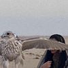 مطيرقوهوصل