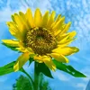 thanhxuan_20141