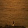 alwyslonely.1