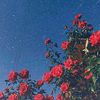 jamyrose25
