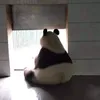 duoiz