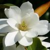 magnolia38991