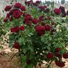 user73311254