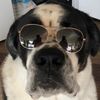 doggieciarepresentative
