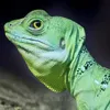 lizardcustard