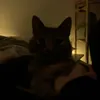 sophesthebeast