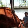 gembell ellit73