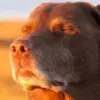 snoeflaeks