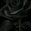 k_nez27