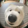 myintmyatthantzin3