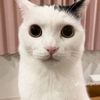 cat_guggugguggug