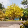 riengminhanhcodon