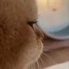 gnoud_17