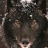 luv_wolves