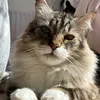 chacha_r84