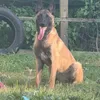 venusmalinois1