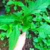 buingocdinh6