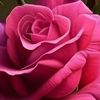 pinkfy1