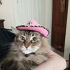 pipsfan0