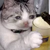 由依