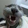oniondewey