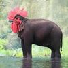 orang_laut8059