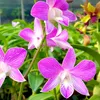 jamal_orchid