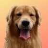 Cooper The Goldie
