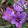 thanh_nhuong8