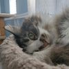 hugpooky