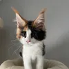 catteryvomtelgenbusch