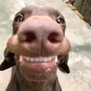 moi.com18383