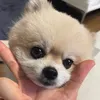 xbanhmi_