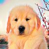 California Golden Retrievers